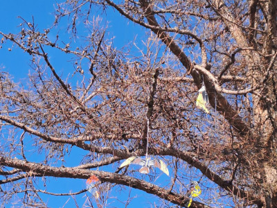 Kopā ar putniem- pavasari gaidot